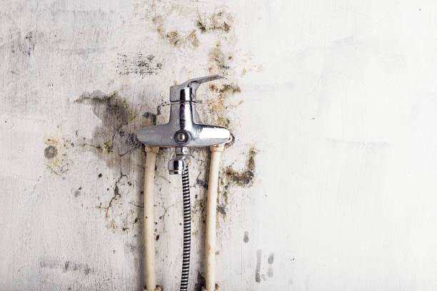 Best Preventive Mold Services in Coupeville, WA