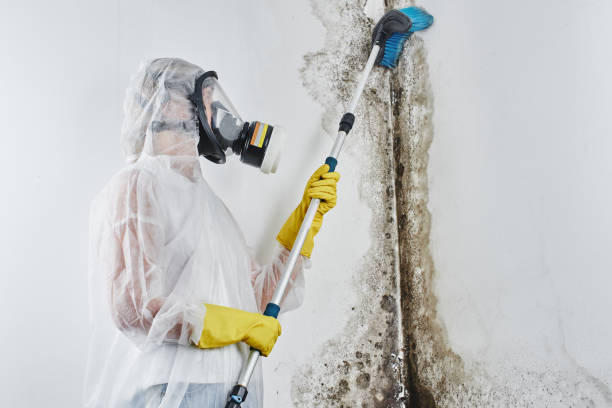 Best Emergency Mold Remediation in Coupeville, WA