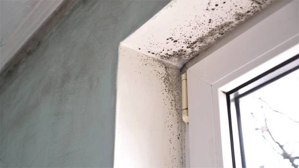 Best Industrial Mold Remediation in Coupeville, WA