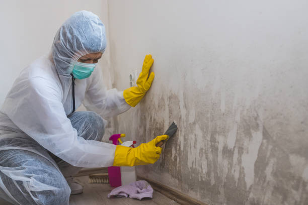 Best Localized Mold Remediation (e.g., coastal areas, humid climates) in Coupeville, WA