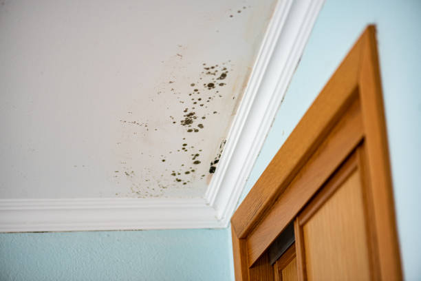 Best DIY Mold Remediation Support Services in Coupeville, WA