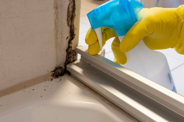 Best Basement Mold Remediation in Coupeville, WA
