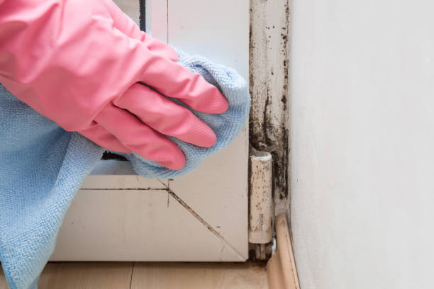Best Mold Remediation for Specific Building Types in Coupeville, WA